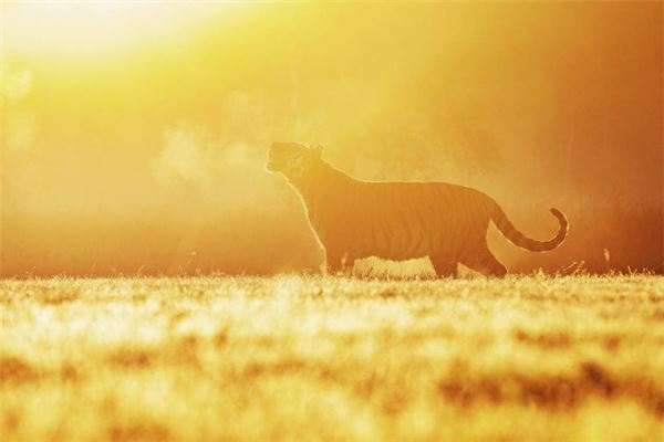 86年屬什麼生肖婚配_十二生肖