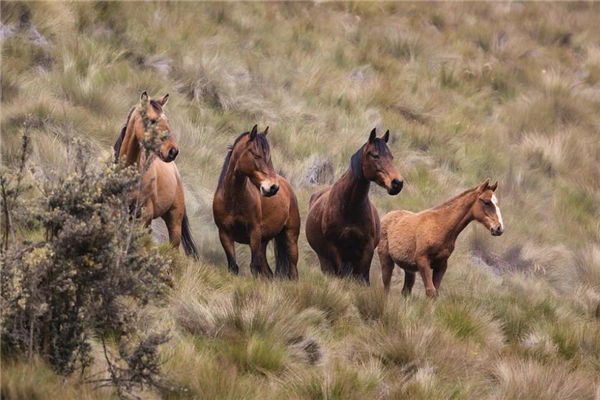 屬馬的人性格_十二生肖