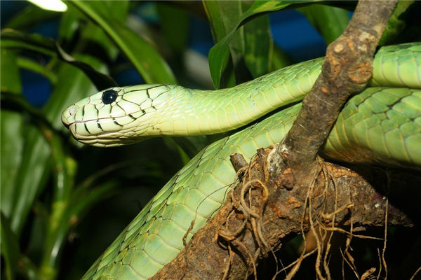 屬蛇的人性格怎么樣_十二生肖