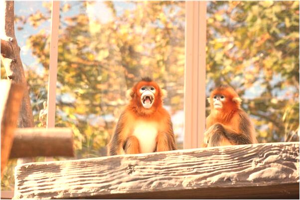 夢到和家人一起坐飛機卻飛不高預示什麼_周公解夢官網