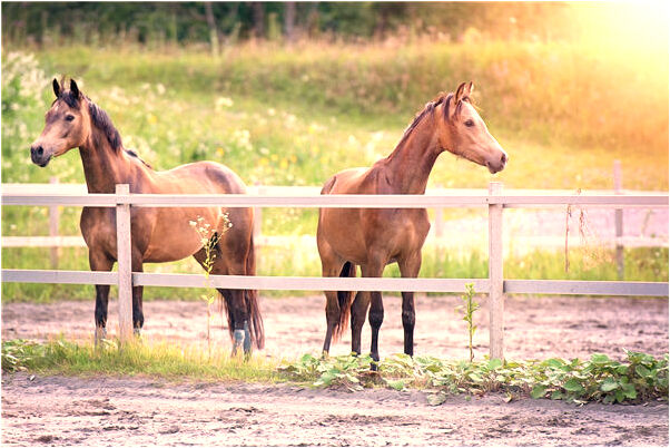 夢到了大樹砸到我有什麼意思_周公解夢官網