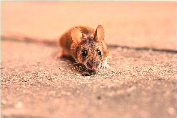 夢見仇人抱箱蘋果走是什麼徵兆_周公解夢官網