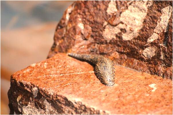 夢到了跟別人打仗打仗會有什麼預兆_周公解夢官網