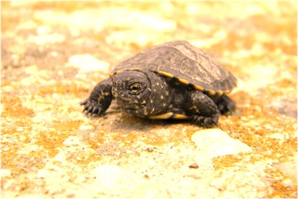 夢見自己捅別人會是什麼預兆_周公解夢官網