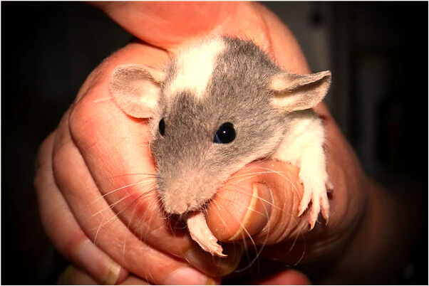 夢到抱了個男孩預示什麼_周公解夢官網