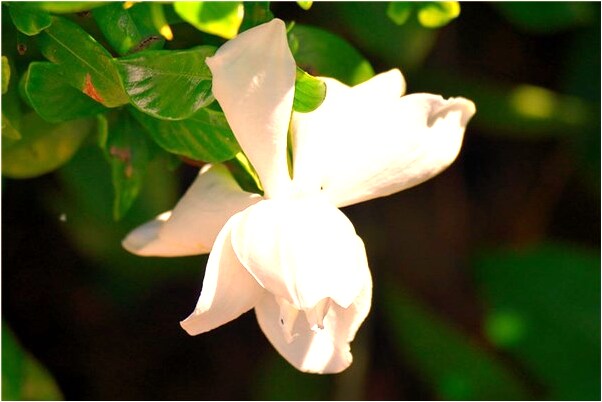 夢到母親給我做孝衣代表著什麼_周公解夢官網