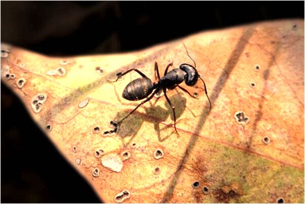 夢見老虎吃自己腿有什麼寓意嗎？_周公解夢官網
