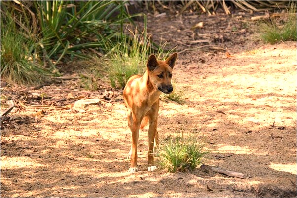 夢見呈英雄什麼寓意_周公解夢官網