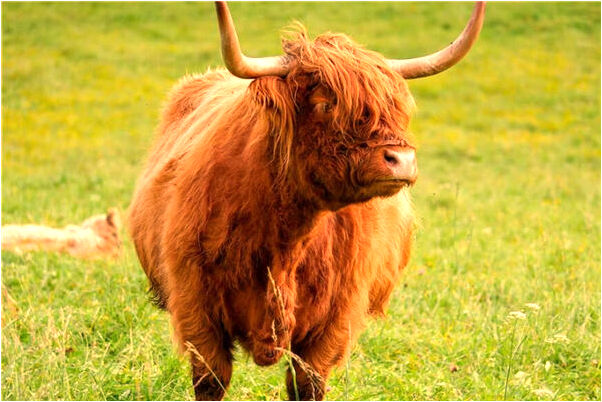 夢到夢自己上學是什麼預兆_周公解夢官網