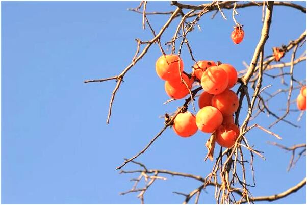 夢見螞蝗專到腳里有什麼意思_周公解夢官網