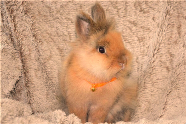 夢到陪朋友買鞋有什麼意思_周公解夢官網