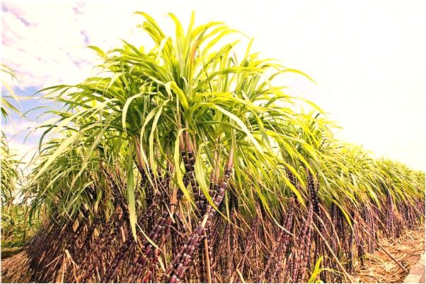 夢到努力揮動雙臂跑步代表著什麼？_周公解夢官網