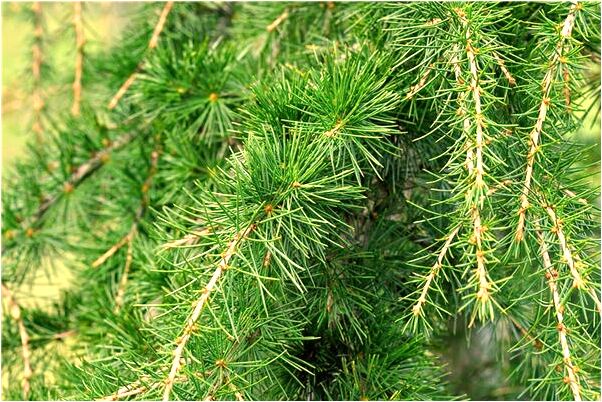 夢到了殺人並逃過追捕有什麼寓意嗎_周公解夢官網