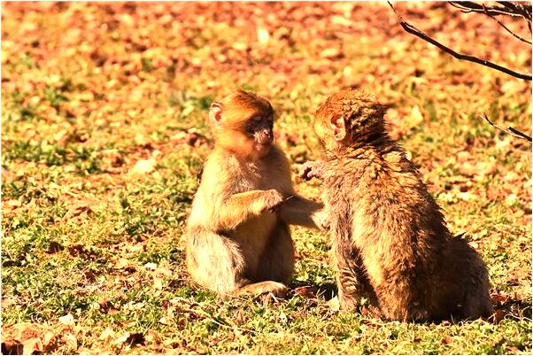 夢到了在墳上種樹是啥預兆_周公解夢官網