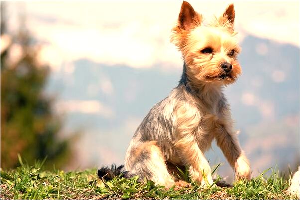 夢到婆娘偷人怎么回事_周公解夢官網