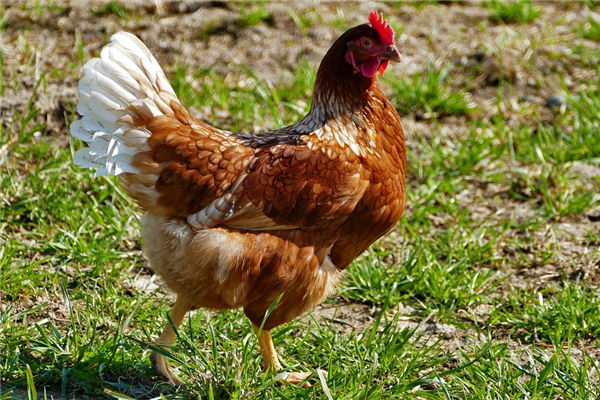 2017年是屬什麼生肖_十二生肖