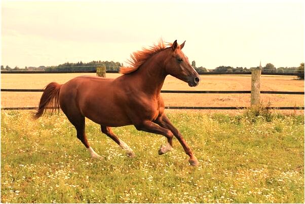 夢到山野沃土是什麼徵兆_周公解夢官網