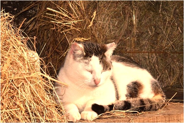 夢見睡在盆子熱水裡預示了什麼_周公解夢官網