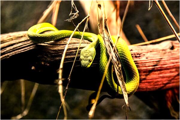 夢見搬家吃飯代表什麼_周公解夢官網