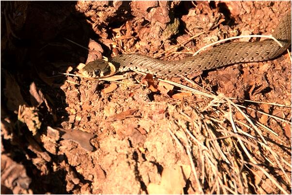 夢到了姐姐懷孕生產是凶兆還是吉兆_周公解夢官網