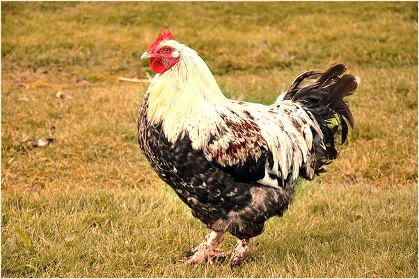 夢到自己將要劈腿什麼預兆_周公解夢官網