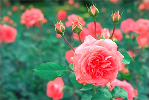 夢見穿老婆的褲子是什麼徵兆_周公解夢官網