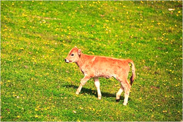 夢到了自己如地藏王發願是凶兆還是吉兆_周公解夢官網