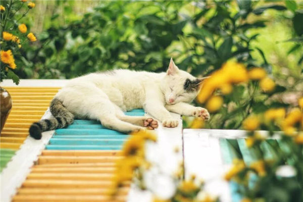 夢到死貓是什麼意思_周公解夢