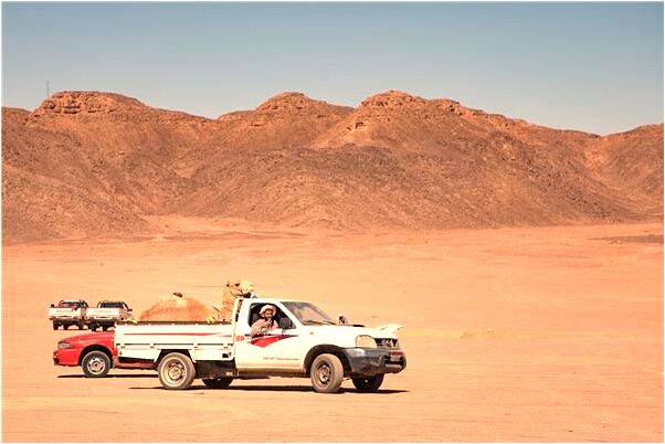 夢見親眼見老公被追殺什麼寓意_周公解夢官網