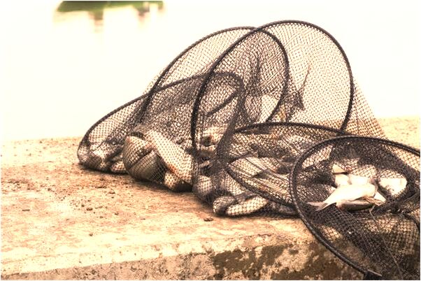 夢見三隻腳的貓有什麼預示嗎_周公解夢官網