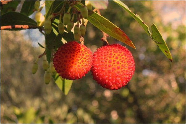 夢到了去買壽鞋好不好_周公解夢官網