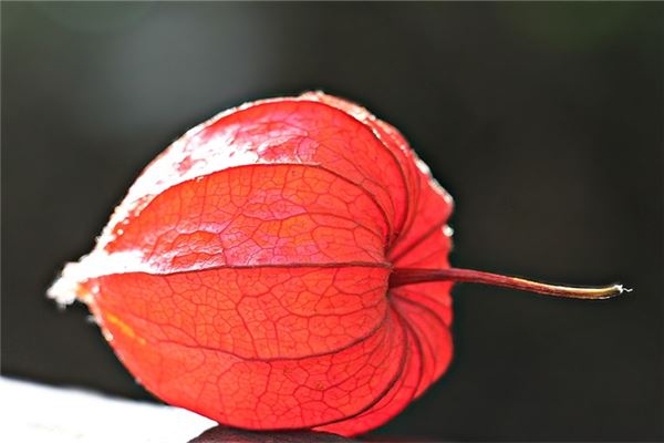 夢見一樣什麼預兆_周公解夢