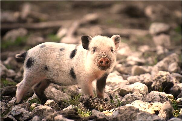 夢見抓魚後發大水是怎么回事_周公解夢官網