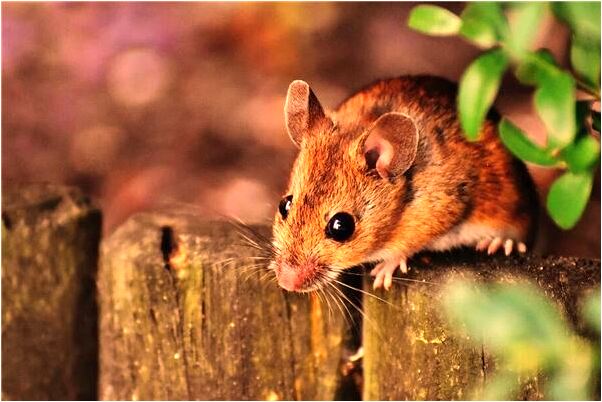 夢見夢裡被人追殺是吉兆嗎?_周公解夢官網