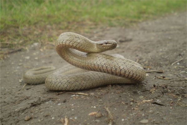 夢見蛇精_周公解夢