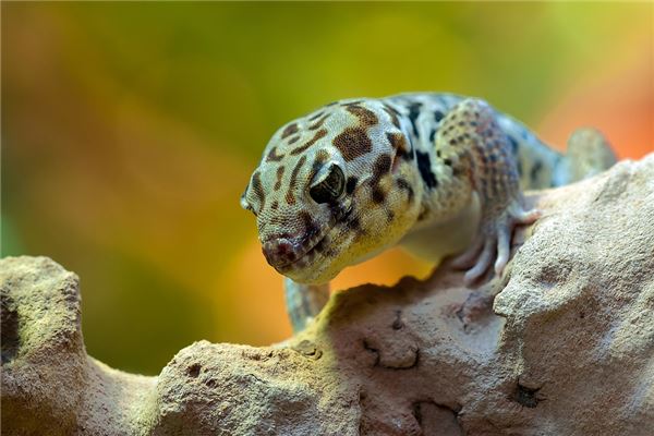 夢到了璧虎有什麼意義嗎_周公解夢