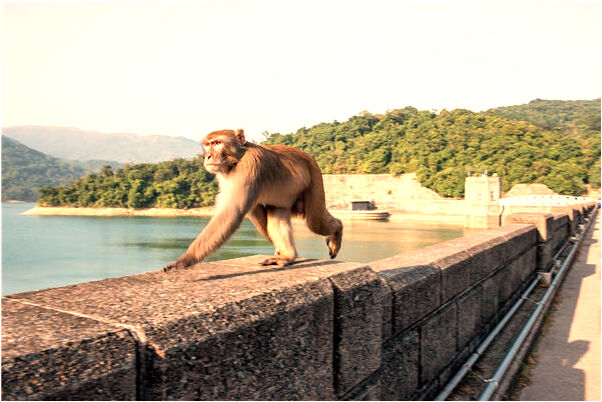 夢到了自己懸掛的預兆_周公解夢官網