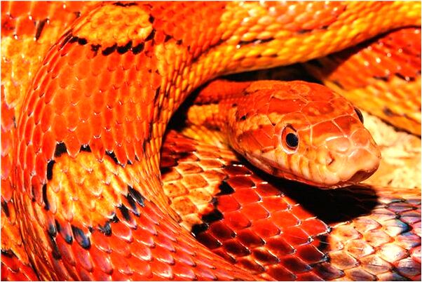 夢到了自己被關在模具裡面的預兆_周公解夢官網