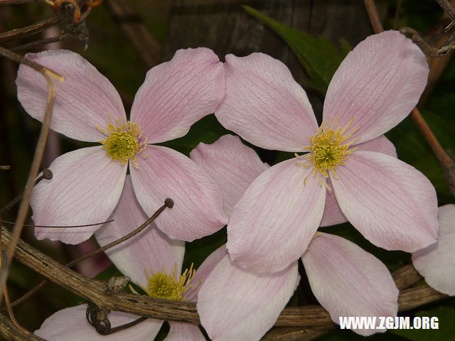 夢見摔杯子_周公解夢夢到摔杯子是什麼意思_做夢夢見摔杯子好不好_周公解夢官網
