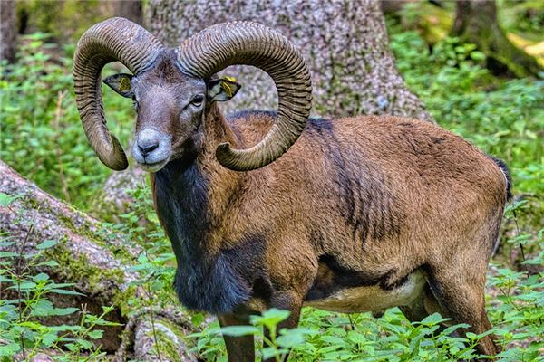 91年屬羊的最配生肖_十二生肖