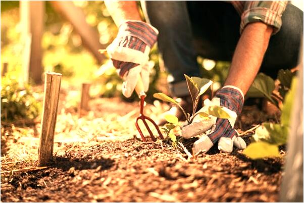 夢見大公雞把小貓吞了預示著什麼_周公解夢官網