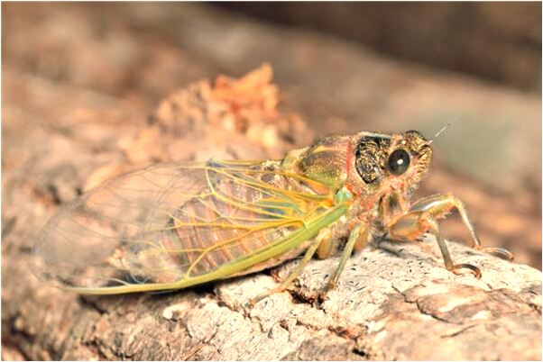 夢見蛇被纏身是什麼兆頭_周公解夢官網
