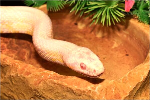 夢到了女同事排練舞有什麼寓意嗎？_周公解夢官網