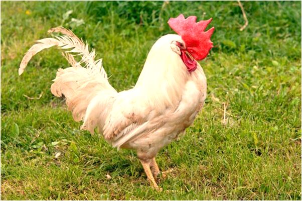 夢到得到很多遊戲幣金幣銅幣怎么說_周公解夢官網