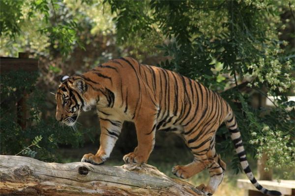 2010年屬虎的貴人是誰_十二生肖