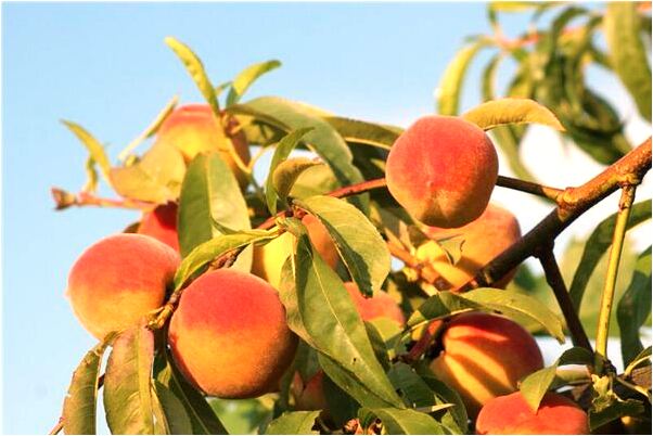 夢見掉兩棵後牙有什麼意思_周公解夢官網