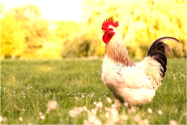 夢到已故父親穿著迷彩服怎么樣_周公解夢官網