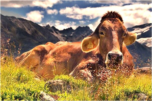 夢到爸爸在廁所里喝酒有什麼意義嗎_周公解夢官網