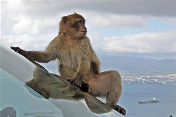 屬猴的女人性格如何_十二生肖