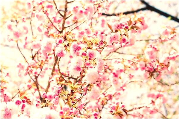 夢到了與成精的王八打鬥是什麼意思_周公解夢官網